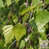 Nyírfalevél C-vitaminnal étrend-kiegészítő kapszula 