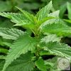 Csalánlevél C-vitaminnal étrend-kiegészítő kapszula 
