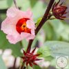 Hibiszkusz étrend-kiegészítő kapszula 