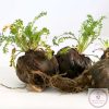 Maca gyökér étrend-kiegészítő kapszula 
