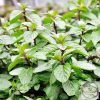 Borsos menta étrend-kiegészítő kapszula 