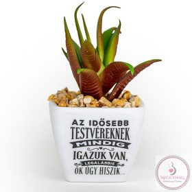 Beszédes pozsgások - Testvér 